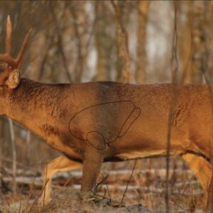 B-c Target Eze-scorer 23"x35" - Whitetail Deer 2 Targets