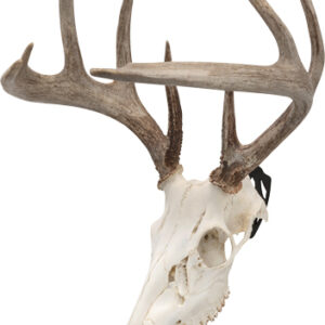 Allen Ez Mount Skull Peg - 3-pack Deer-antelope