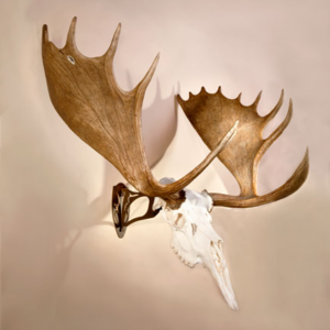 Skull Hooker Big Hooker - Robust Brown